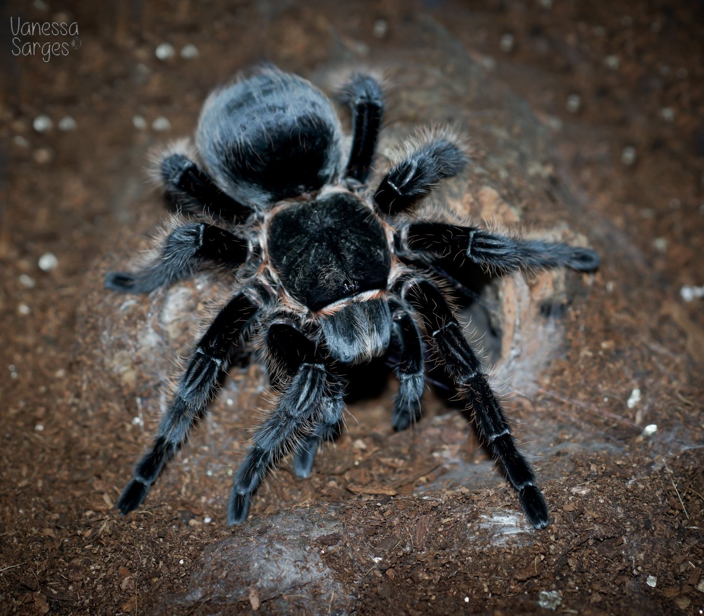 Detail Tarantula Brachypelma Albopilosum Nomer 9