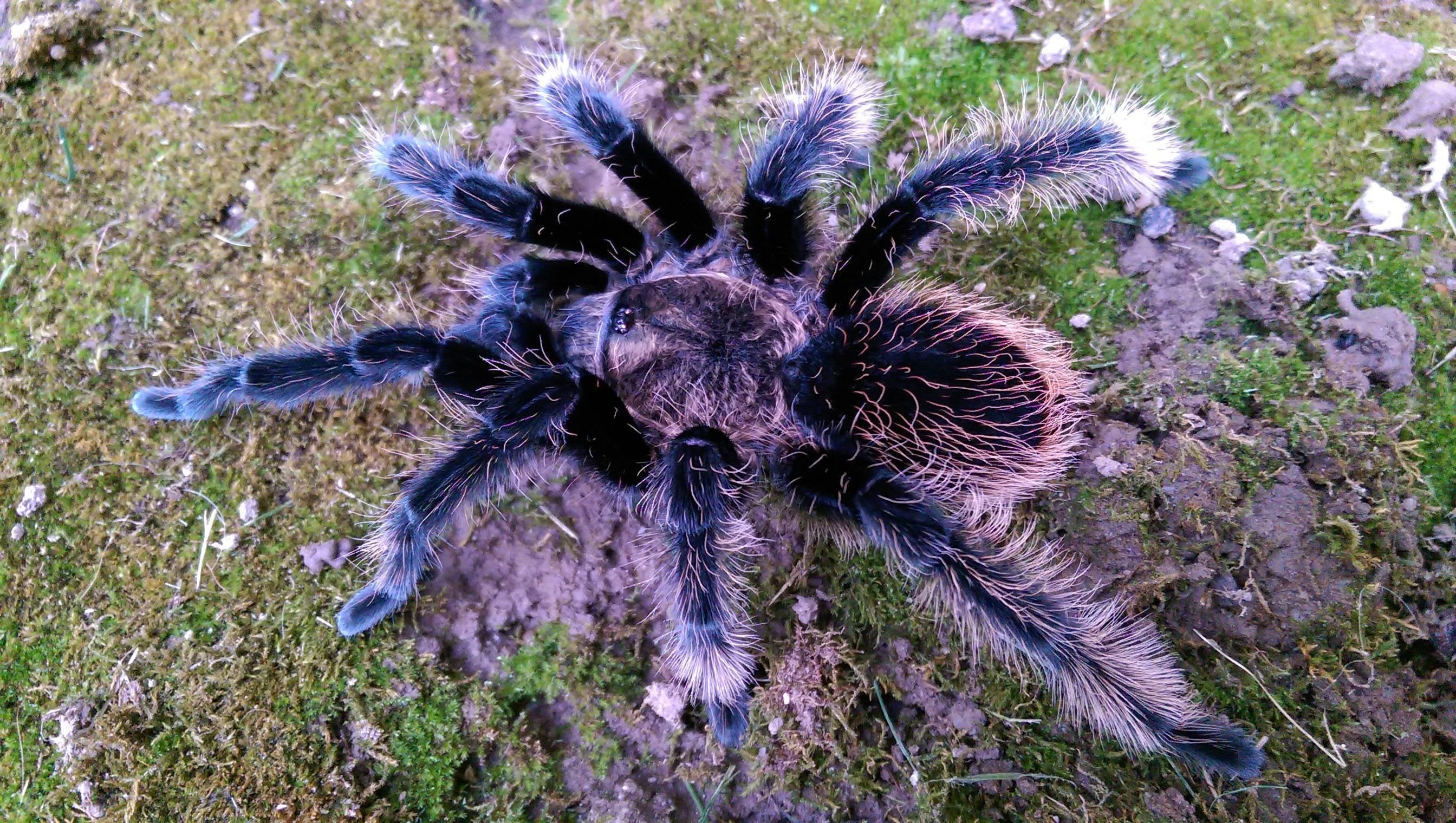 Detail Tarantula Brachypelma Albopilosum Nomer 14