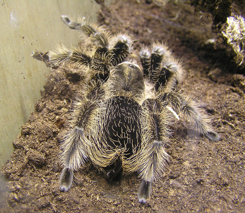 Detail Tarantula Brachypelma Albopilosum Nomer 17