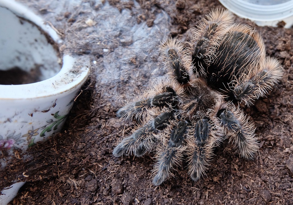 Tarantula Brachypelma Albopilosum - KibrisPDR