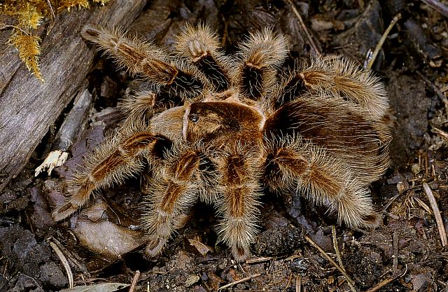 Detail Tarantula Brachypelma Albopilosum Nomer 22