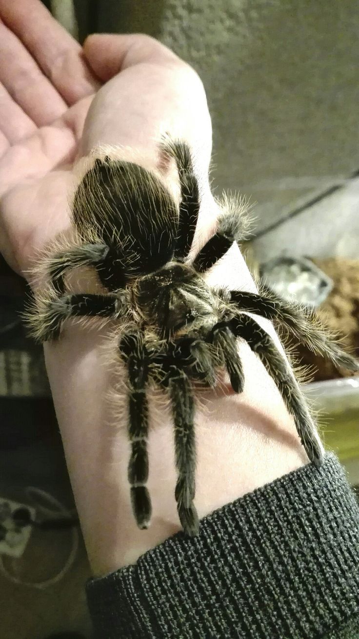 Detail Tarantula Brachypelma Albopilosum Nomer 27