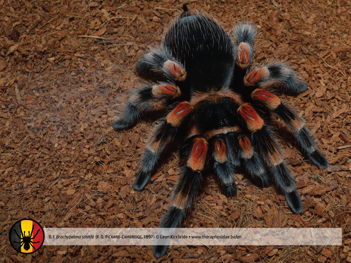 Detail Tarantula Brachypelma Albopilosum Nomer 30