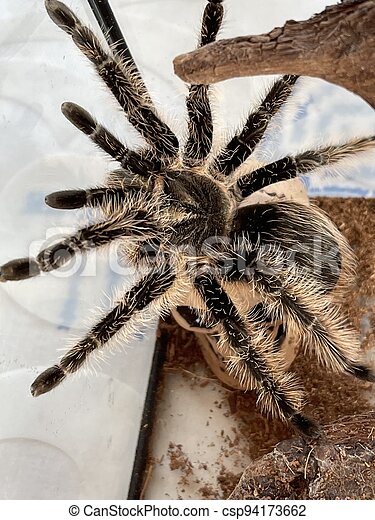 Detail Tarantula Brachypelma Albopilosum Nomer 31