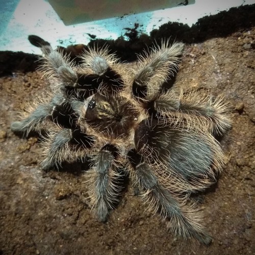 Detail Tarantula Brachypelma Albopilosum Nomer 32