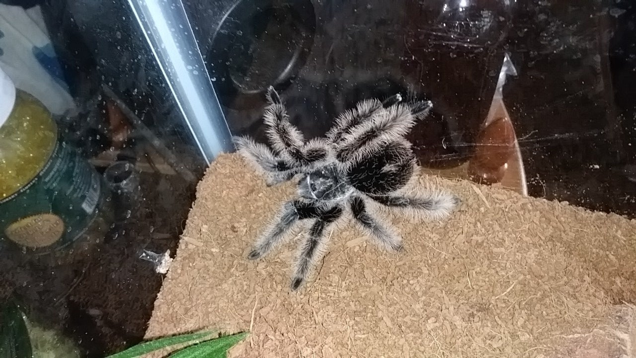 Detail Tarantula Brachypelma Albopilosum Nomer 35