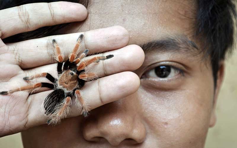 Detail Tarantula Brachypelma Albopilosum Nomer 39