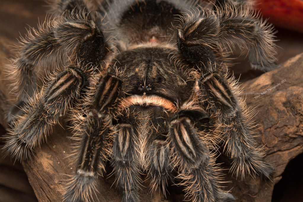 Detail Tarantula Brachypelma Albopilosum Nomer 42