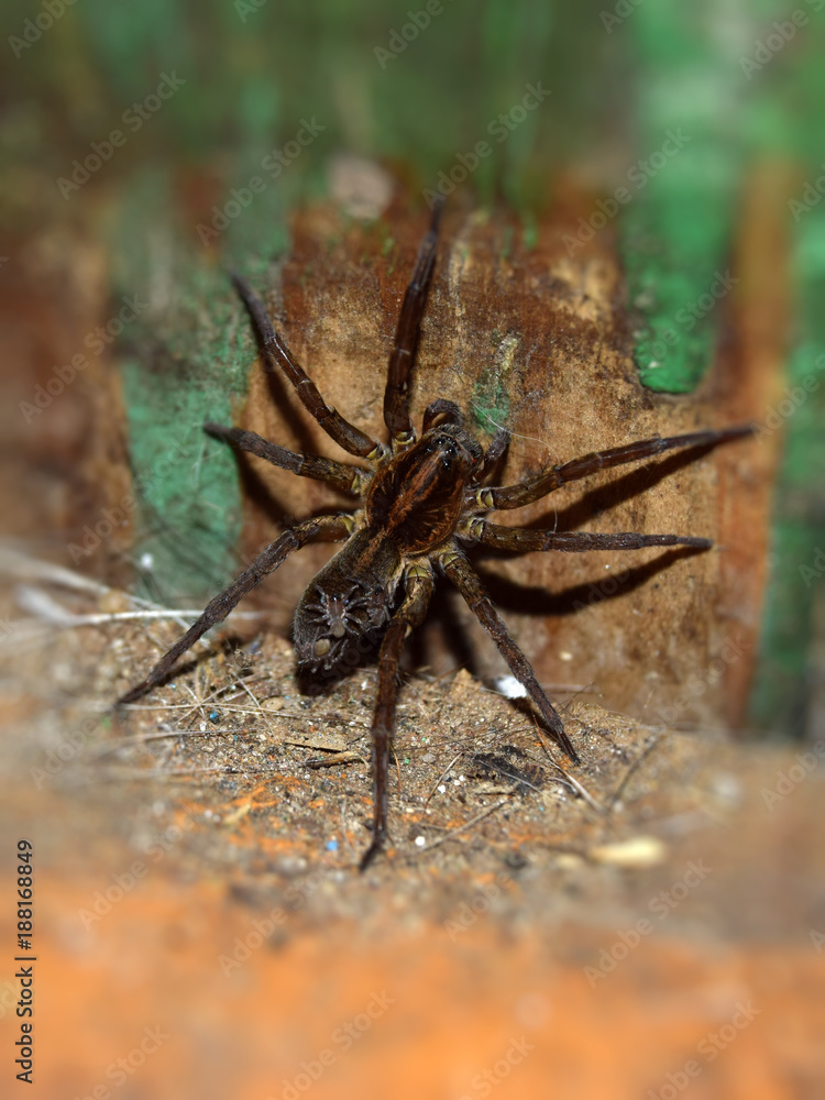 Detail Tarantula Brachypelma Albopilosum Nomer 47