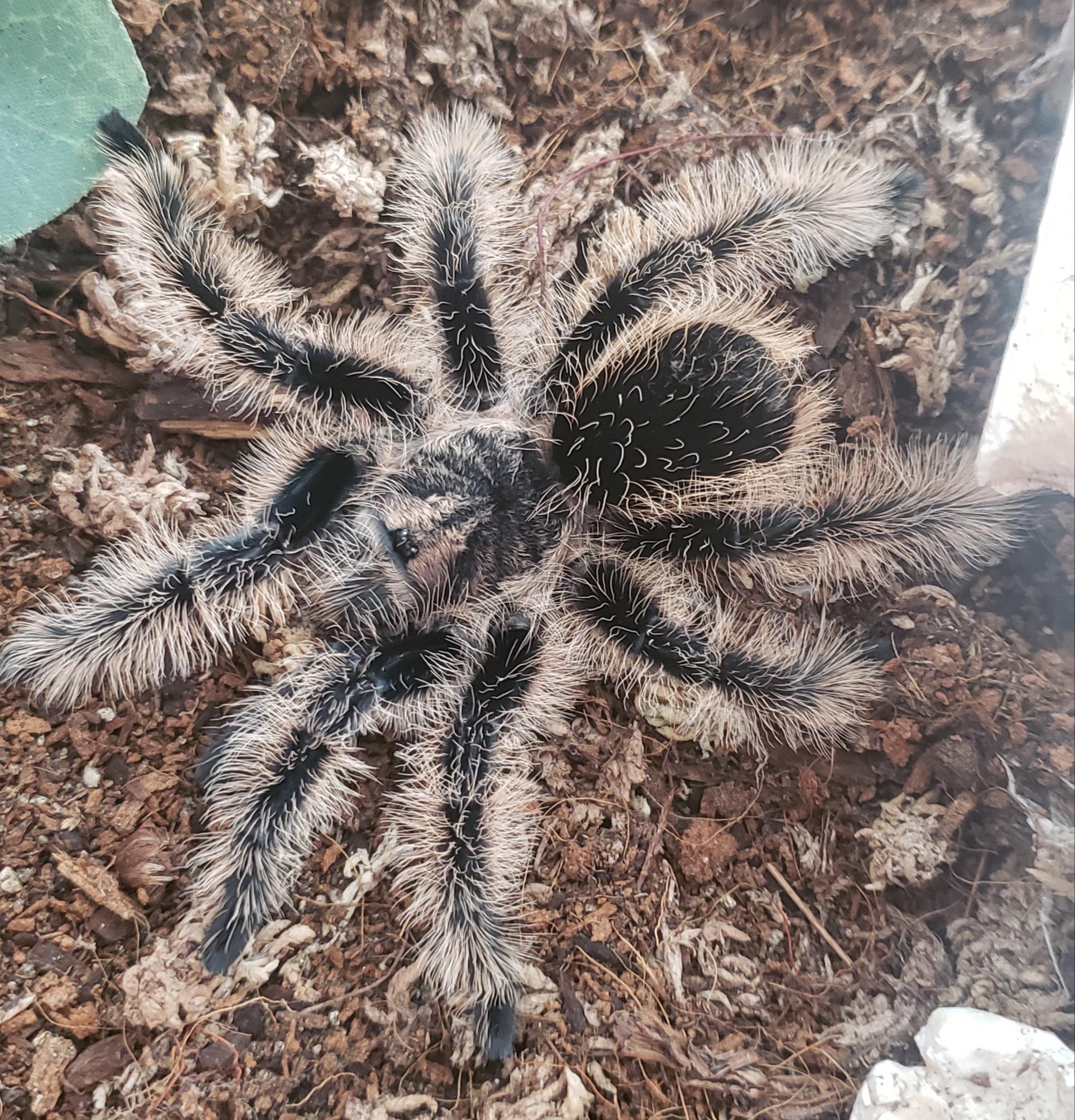 Detail Tarantula Brachypelma Albopilosum Nomer 5