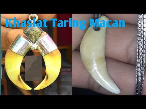 Detail Taring Macan Tutul Nomer 19