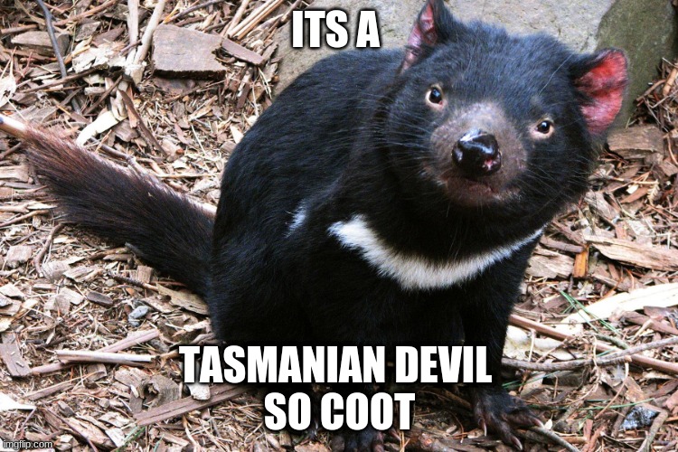 Detail Tasmanian Devil Meme Nomer 13