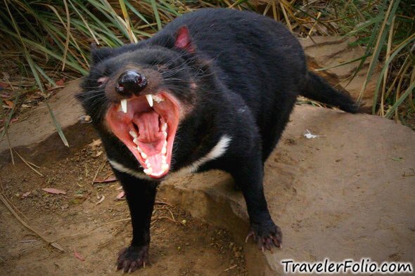 Detail Tasmanian Devil Meme Nomer 18