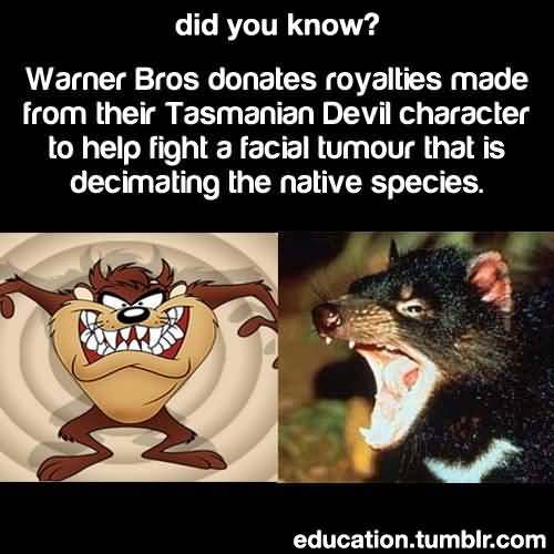 Detail Tasmanian Devil Meme Nomer 19