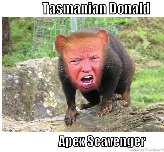 Detail Tasmanian Devil Meme Nomer 43