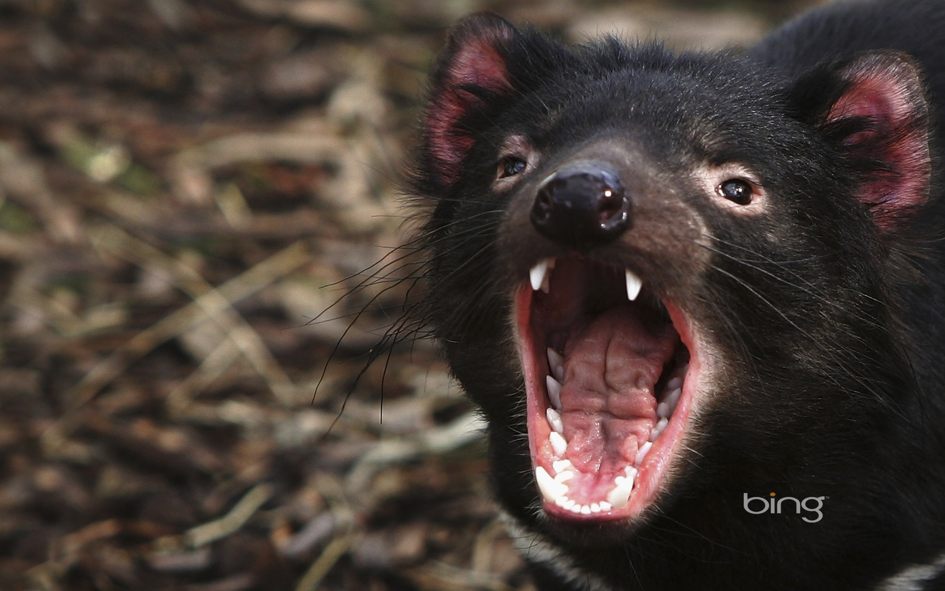 Detail Tasmanian Devil Wallpaper Nomer 25