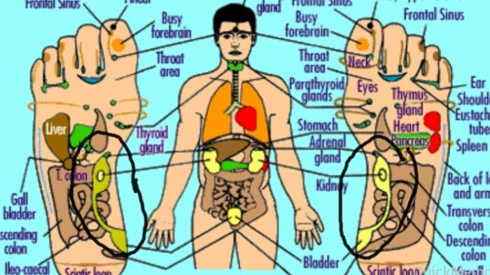 Detail Telapak Kaki Gambar Nomer 6