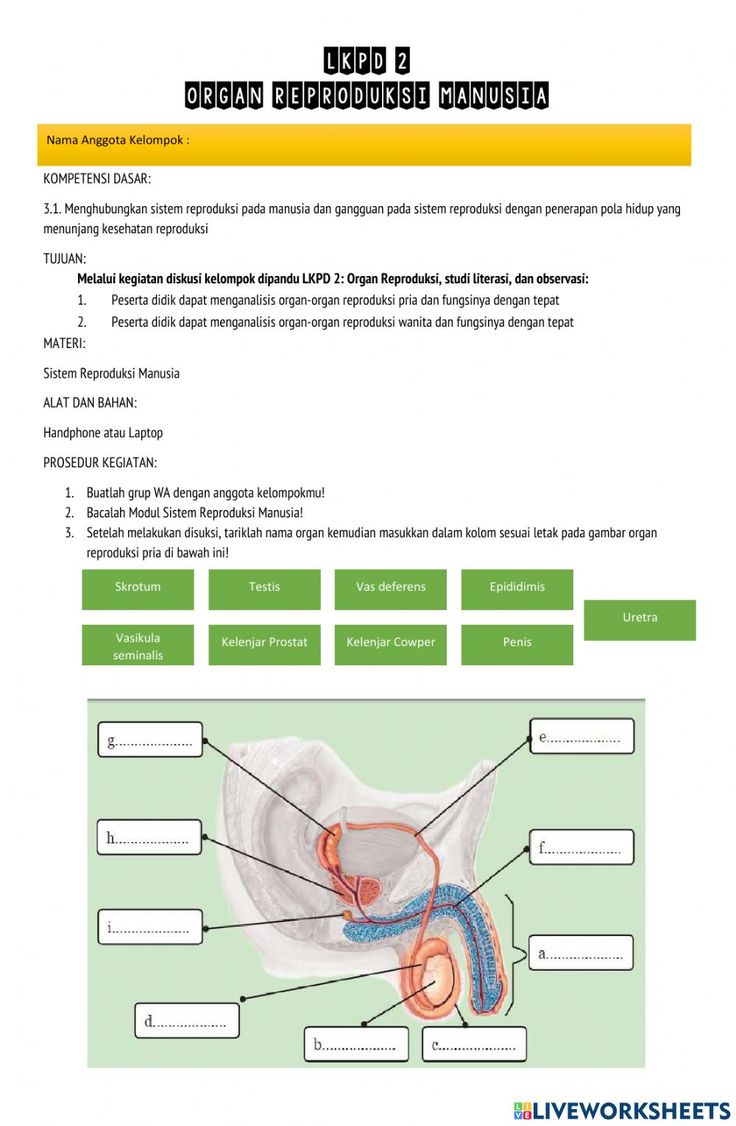 Detail Template Modul Word Nomer 28