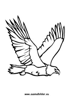 Adler Im Flug Zeichnen - KibrisPDR
