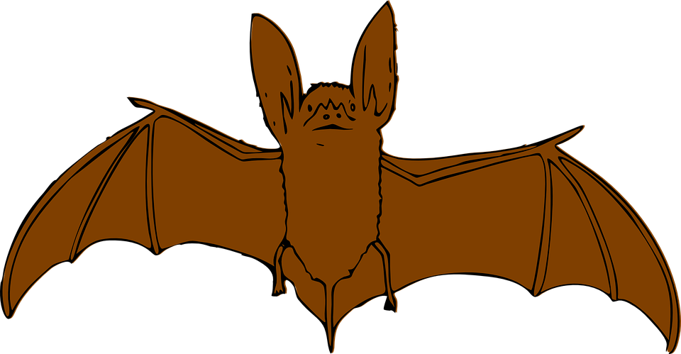 Detail Flying Bat Nomer 19