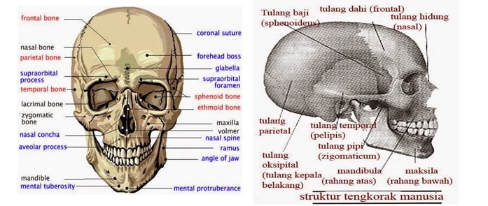 Detail Tengkorak Kepala Manusia Nomer 23