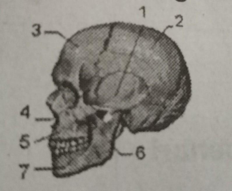 Detail Tengkorak Kepala Manusia Nomer 25