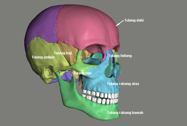 Detail Tengkorak Kepala Manusia Nomer 31
