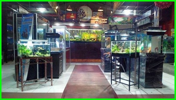 Toko Aquarium Terlengkap Di Bandung - KibrisPDR