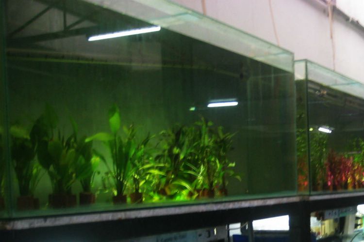 Detail Toko Aquascape Di Bandung Nomer 11