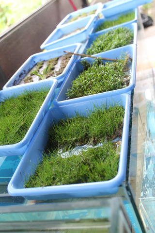 Detail Toko Aquascape Di Bandung Nomer 23