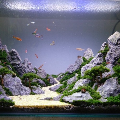 Detail Toko Aquascape Di Bandung Nomer 4