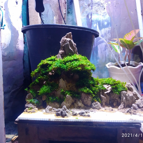 Detail Toko Aquascape Di Bandung Nomer 28