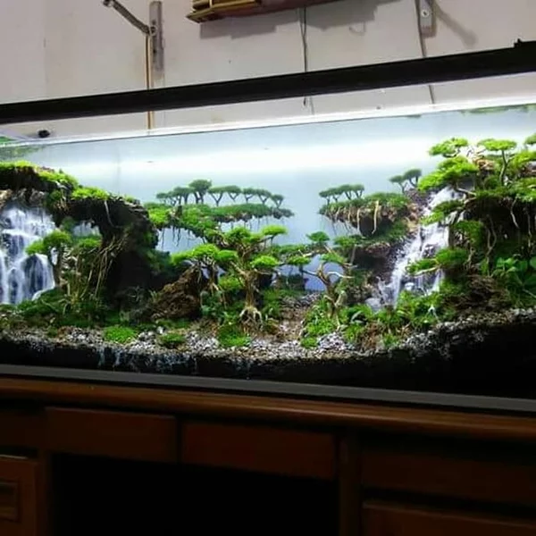 Detail Toko Aquascape Di Bandung Nomer 34