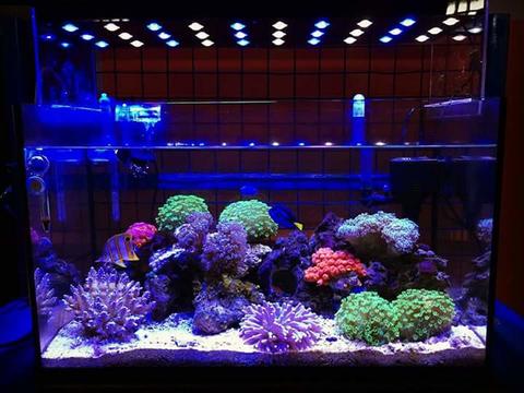 Detail Toko Aquascape Di Bandung Nomer 46