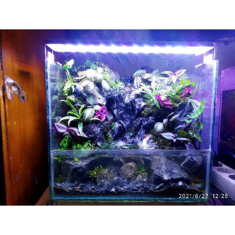 Detail Toko Aquascape Di Bandung Nomer 48