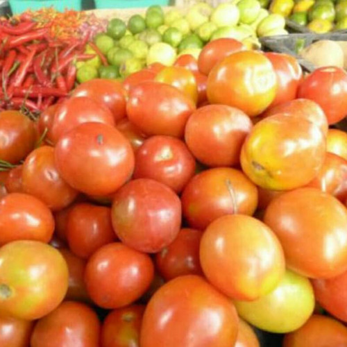Detail Tomat Adalah Sayur Atau Buah Nomer 13