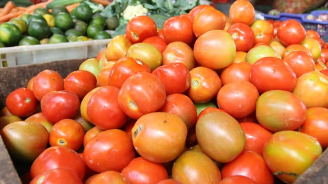 Detail Tomat Adalah Sayur Atau Buah Nomer 31