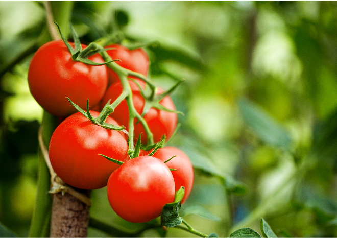 Detail Tomat Adalah Sayur Atau Buah Nomer 6