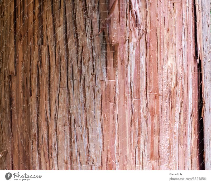 Detail Tree Trunk Template Nomer 35