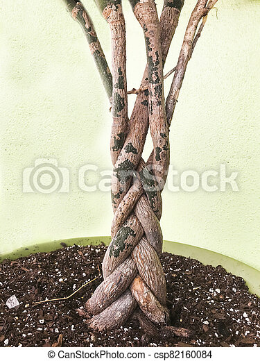 Detail Tree Trunk Template Nomer 42