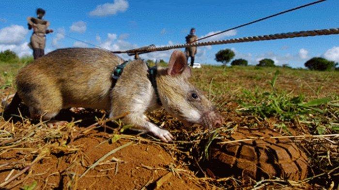 Detail Tugas Bahasa Inggris Posisi Gambar Tikus Di Atas Kandang Nomer 33