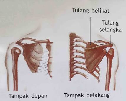 Detail Tulang Belikat Adalah Nomer 19