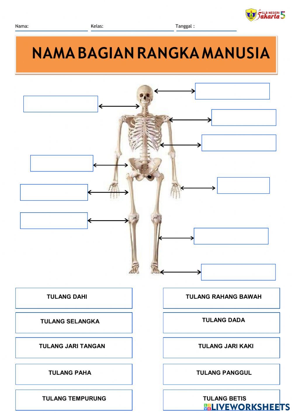 Detail Tulang Kerangka Manusia Nomer 3