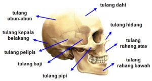 Detail Tulang Tengkorak Manusia Nomer 13