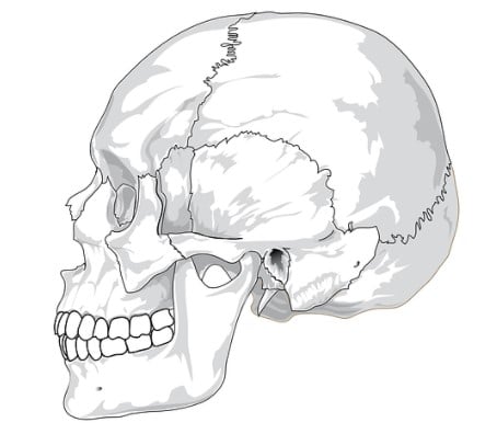 Detail Tulang Tengkorak Manusia Nomer 24
