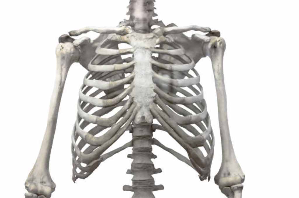 Detail Tulang Tengkorak Manusia Nomer 31