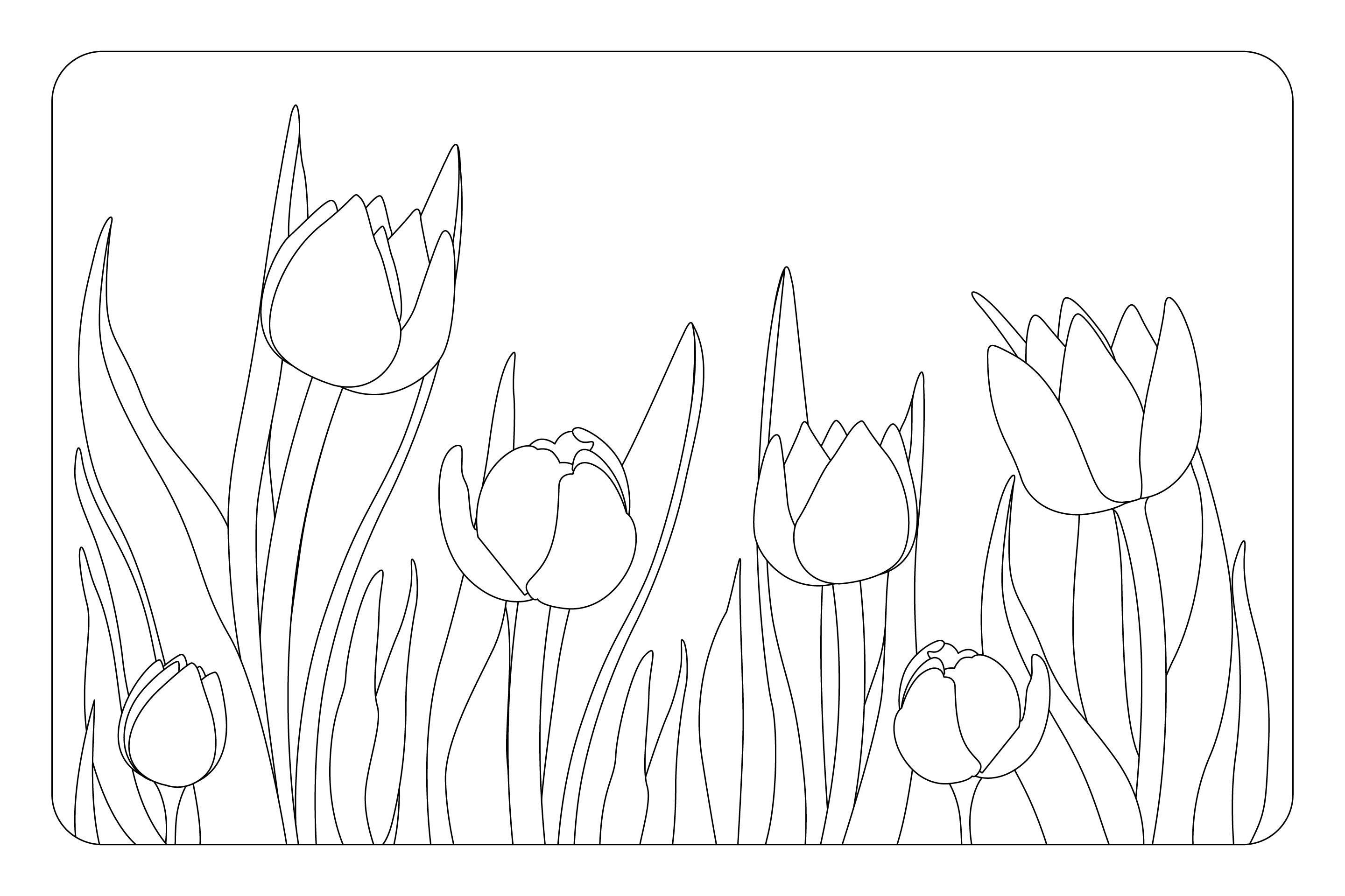 Detail Tulip Template To Print Nomer 34