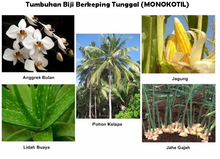 Detail Tuliskan Lima Contoh Tumbuhan Monokotil Nomer 2