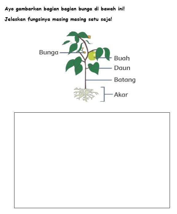 Detail Tuliskan Lima Contoh Tumbuhan Monokotil Nomer 24