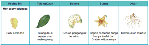 Detail Tuliskan Lima Contoh Tumbuhan Monokotil Nomer 47